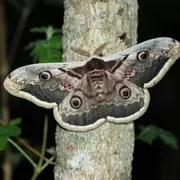 Sortie nature : A la découverte des papillons de nuit