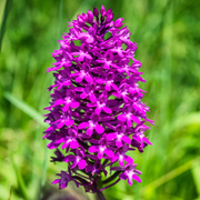 Sortie nature A la recherche des orchidées sauvages