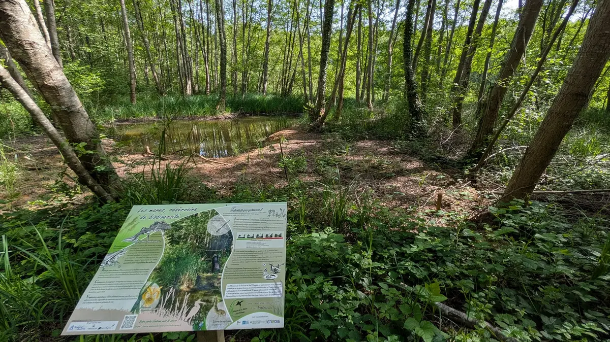 Sortie nature à Neuville-sur-Ailette : Les mares de la voie verte : éveiller et transmettre