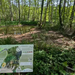 Sortie nature à Neuville-sur-Ailette : Les mares de la voie verte : éveiller et transmettre
