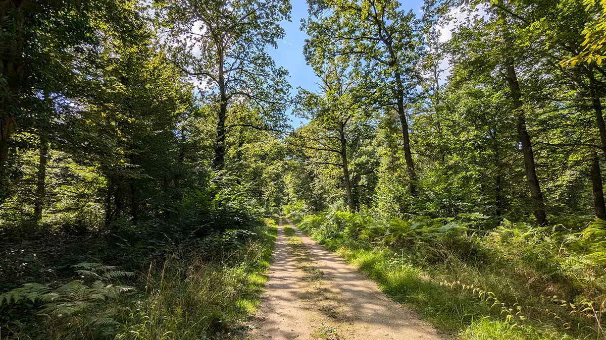 Sortie nature à Vauclair : La forêt de Vauclair