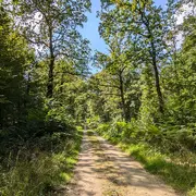 Sortie nature à Vauclair : La forêt de Vauclair