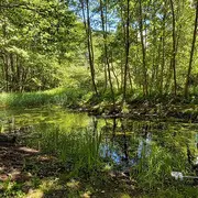 Sortie nature à Vauclair : Les dents de la mare