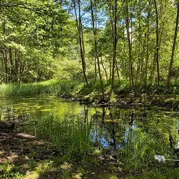Sortie nature à Vauclair : Les dents de la mare
