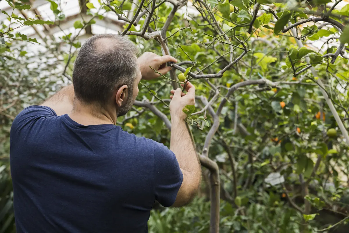 Sortie Nature : Animation de greffage