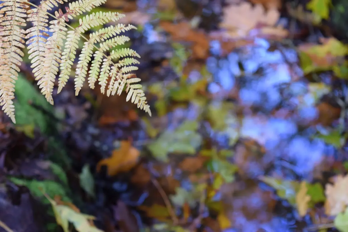 Sortie Nature : Apprenez à identifier les fougères