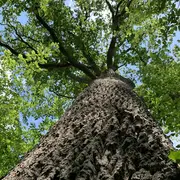 Sortie nature  Arbres et humains : vivants et reliés