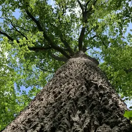 Sortie nature  Arbres et humains : vivants et reliés