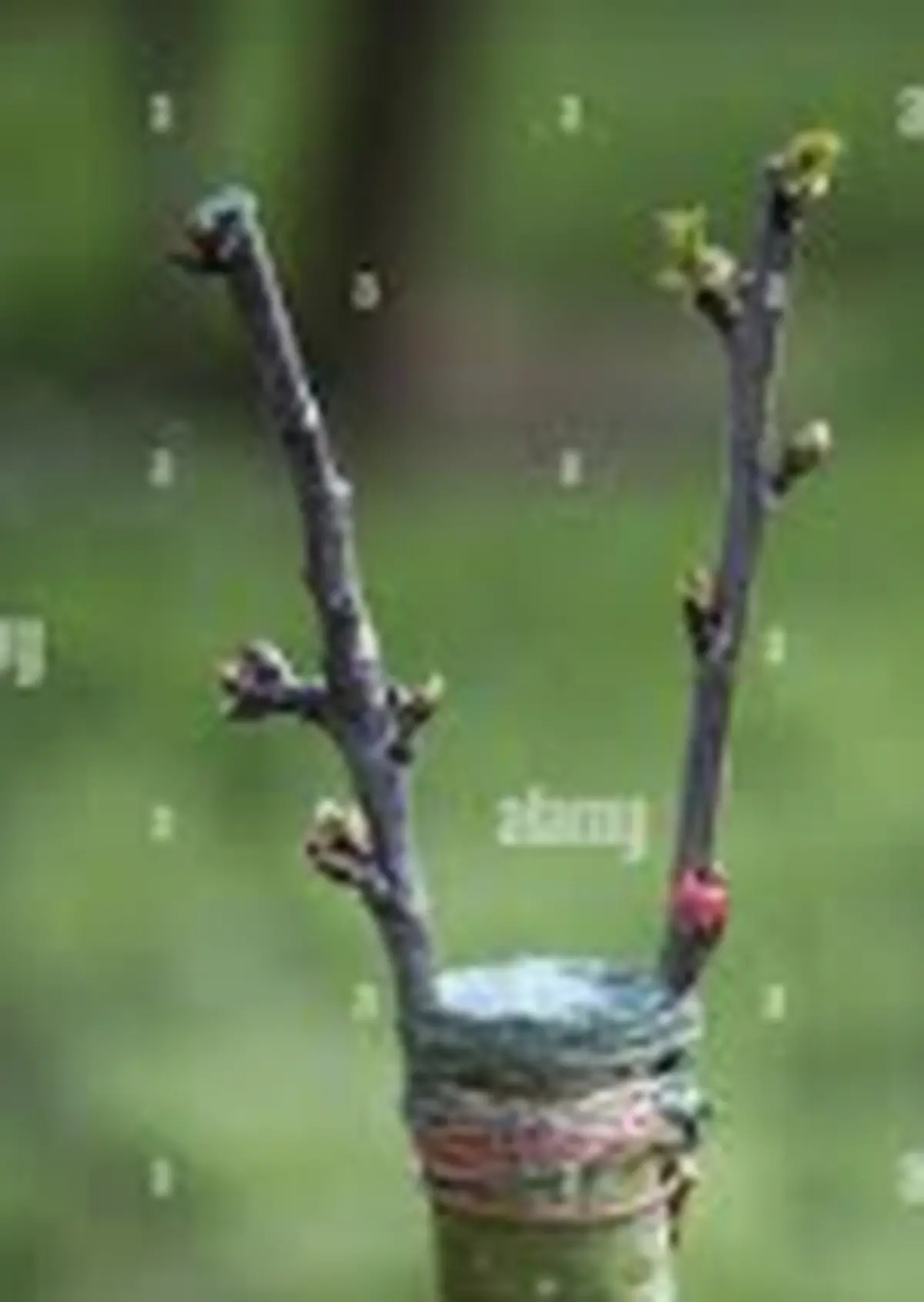 Sortie nature : Atelier greffage