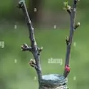 Sortie nature : Atelier greffage