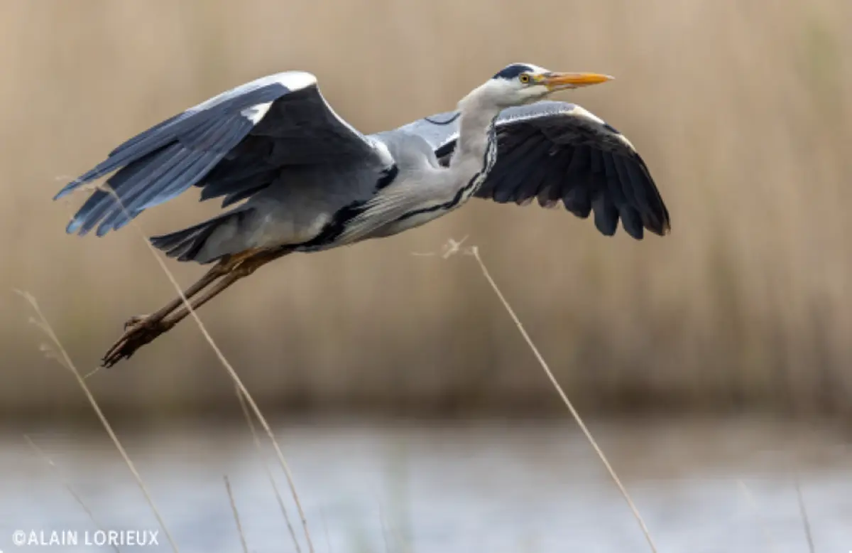 Sortie nature au bord du Cher par la Ligue de Protection des Oiseaux