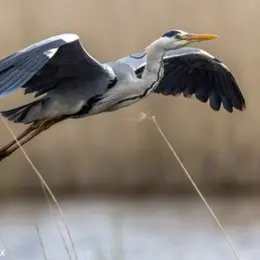 Sortie nature au bord du Cher par la Ligue de Protection des Oiseaux