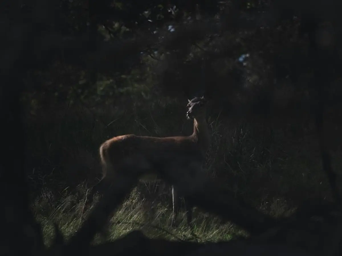 Sortie nature - Au coeur de la nuit, sur les traces de la faune sauvage