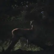 Sortie nature - Au coeur de la nuit, sur les traces de la faune sauvage