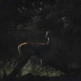 Sortie nature - Au coeur de la nuit, sur les traces de la faune sauvage
