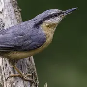 Sortie nature avec la LPO