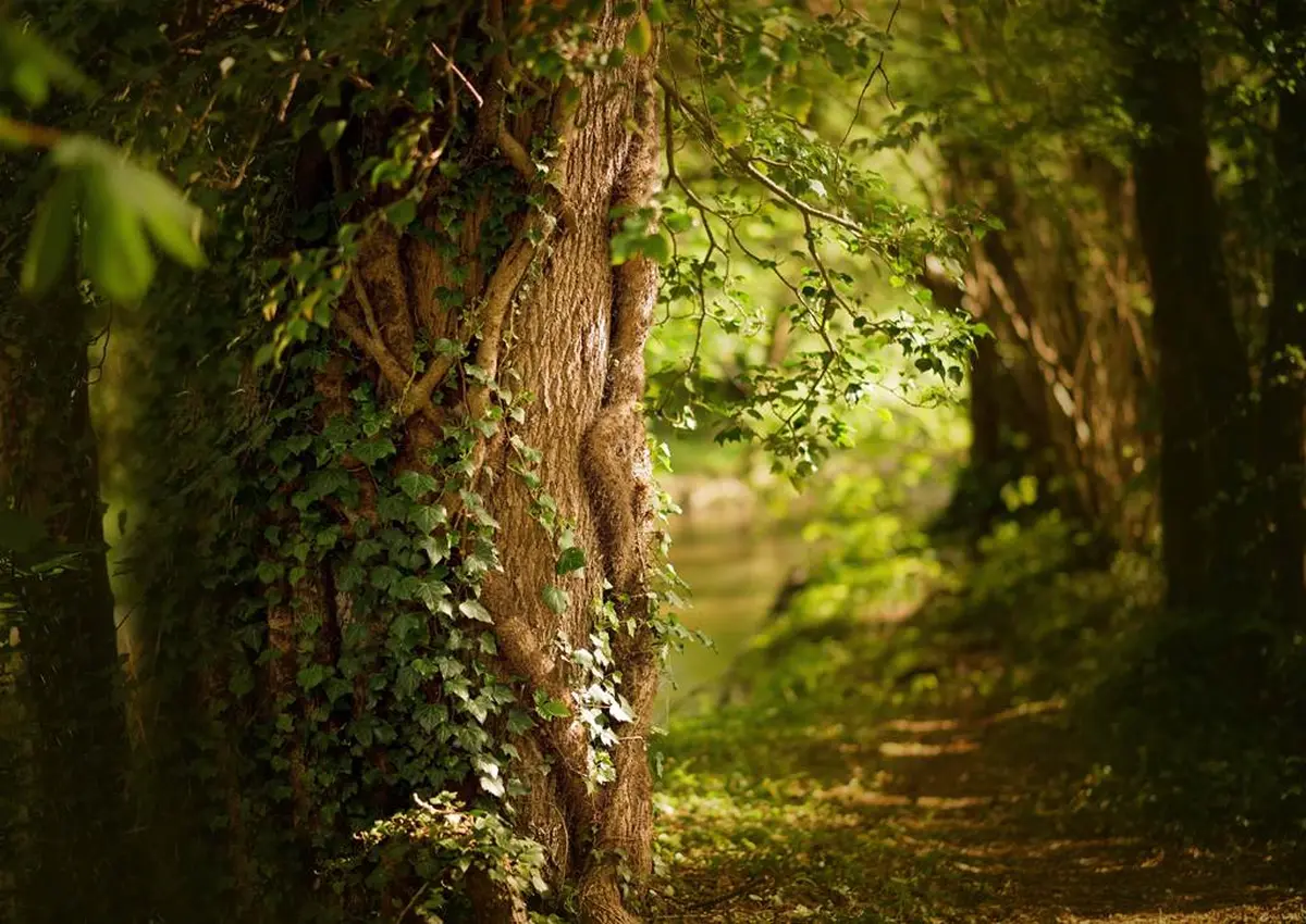 Sortie nature : Bain de forêt
