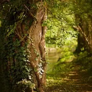 Sortie nature : Bain de forêt