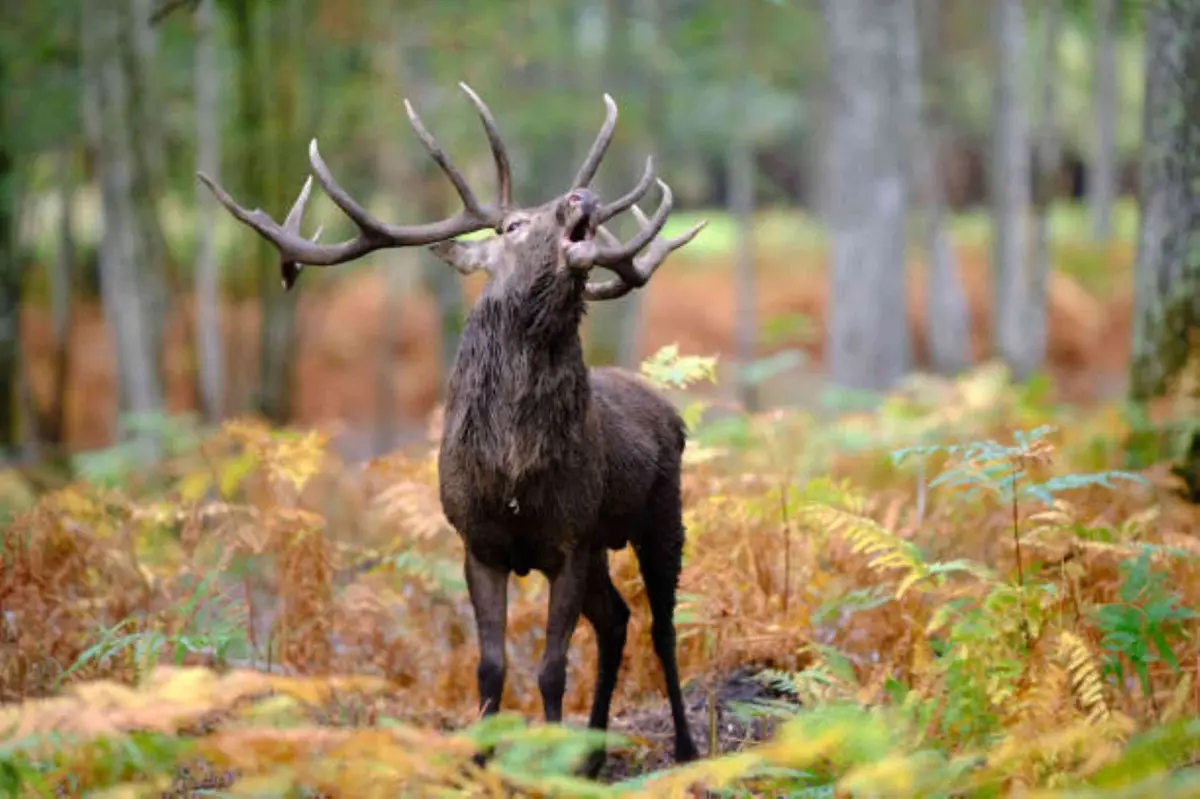 Sortie nature brame du cerf en forêt d'Orléans