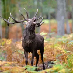 Sortie nature brame du cerf en forêt d'Orléans