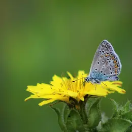 Sortie nature | Ca bourdonne ou ça papillone à St Leu !