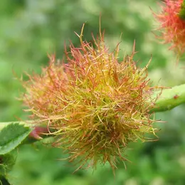Sortie nature : Cécidologie, espèces cécidogènes et hôtes