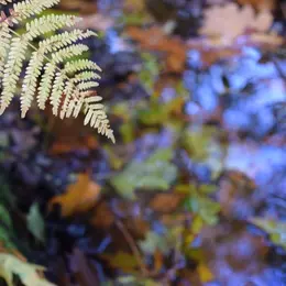 Sortie Nature : Chantier bénévole au Puits d'Enfer