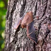 Sortie nature CPIE Pays Basque : L'envol de la chauve-souris