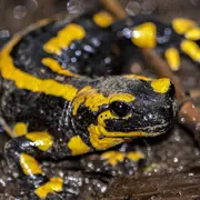 Sortie nature CPIE Pays Basque : La double vie des amphibiens