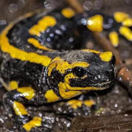 Sortie nature CPIE Pays Basque : La double vie des amphibiens