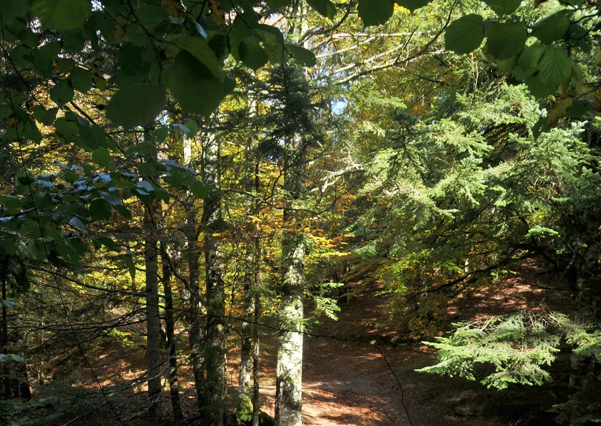 Sortie nature CPIE Pays Basque : La fabuleuse histoire de la forêt d’Iraty