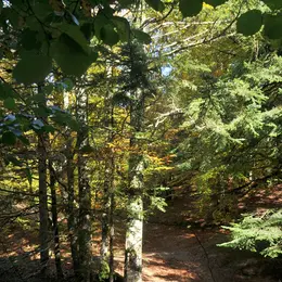 Sortie nature CPIE Pays Basque : La fabuleuse histoire de la forêt d’Iraty