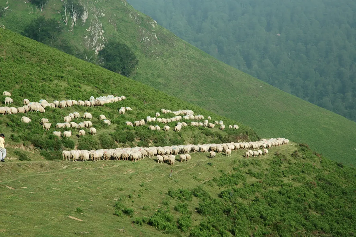 Sortie nature CPIE Pays Basque : La Manex, reine des estives