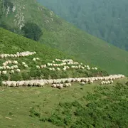 Sortie nature CPIE Pays Basque : La Manex, reine des estives
