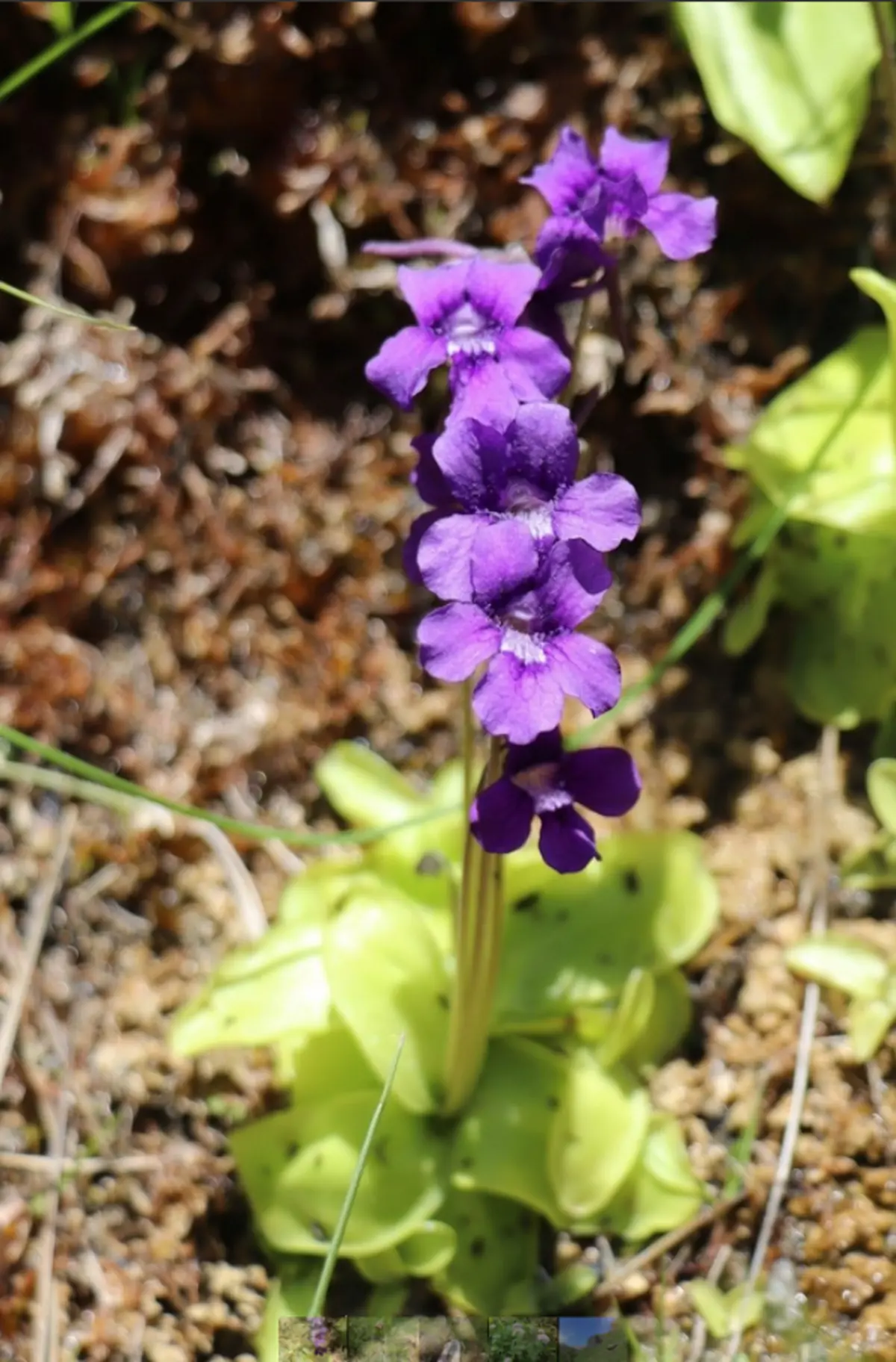 Sortie nature CPIE Pays Basque : La santé par les plantes