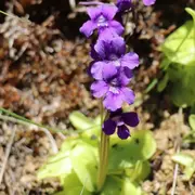 Sortie nature CPIE Pays Basque : La santé par les plantes