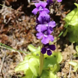 Sortie nature CPIE Pays Basque : La santé par les plantes