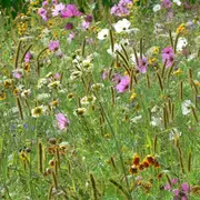 Sortie nature CPIE Pays Basque : La science infuse