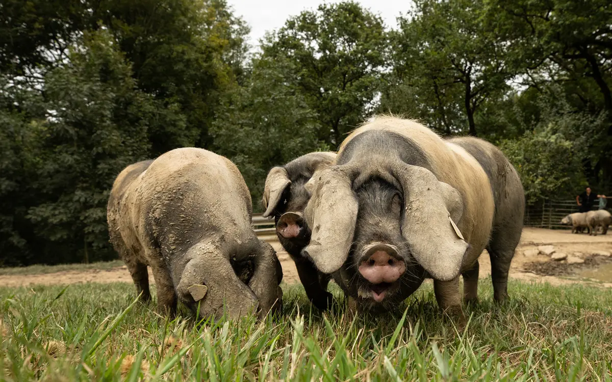 Sortie nature CPIE Pays Basque : Le porc Kintoa