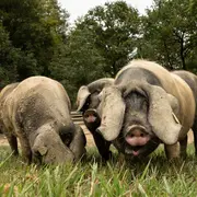 Sortie nature CPIE Pays Basque : Le porc Kintoa