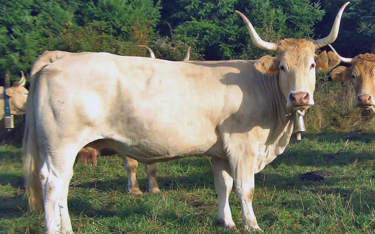 Sortie nature CPIE Pays Basque : Pirenaika, la vache basque