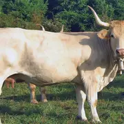 Sortie nature CPIE Pays Basque : Pirenaika, la vache basque