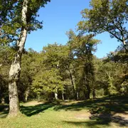 Sortie nature CPIE Pays Basque : Qui aboie dans les bois ? 