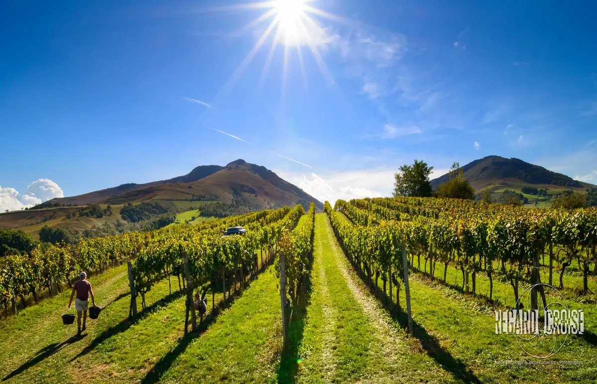 Sortie nature CPIE Pays Basque : Un vin en terrasse