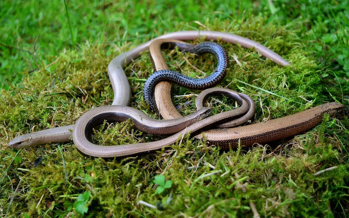 Sortie nature CPIE Pays Basque : Vipère de Séoane, serpent du Pays basque