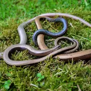 Sortie nature CPIE Pays Basque : Vipère de Séoane, serpent du Pays basque
