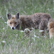 Sortie nature crépusculaire
