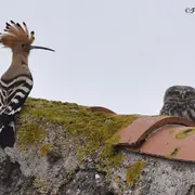 Sortie nature crépusculaire : le bal des ailes nocturnes