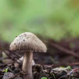 Sortie nature cueillons des champis!