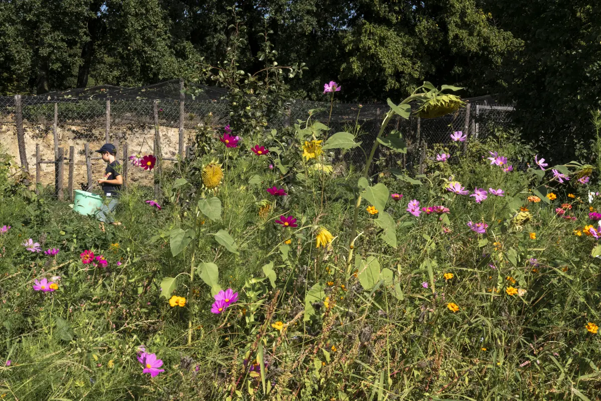 Sortie nature : Découverte de la flore